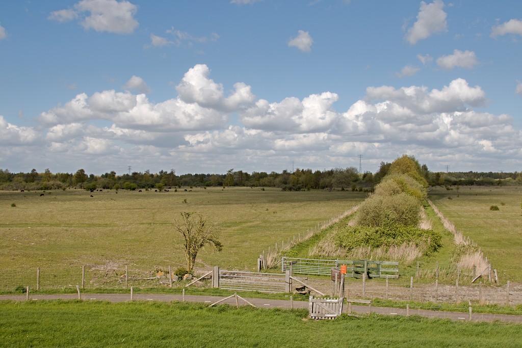 hellegatsplaten natuurgebied natuur staatsbosbeheer goeree overflakkee heckrunderen hdr fjordenpaarden vogelkijkhut